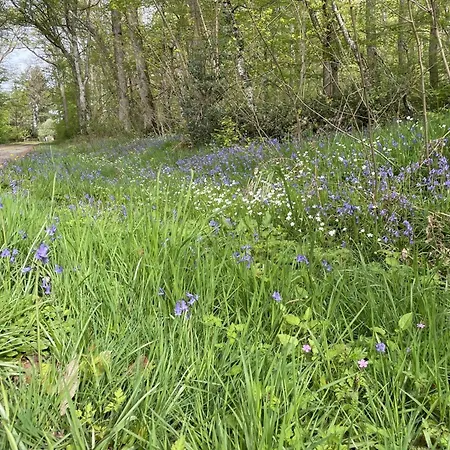 Confortable En Foret Avec Animaux Admis - Fr-1-489-445