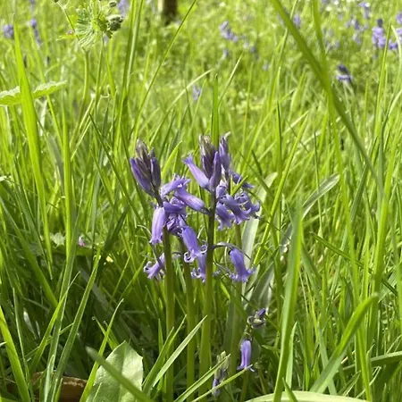 Confortable En Foret Avec Animaux Admis - Fr-1-489-445 Appartement