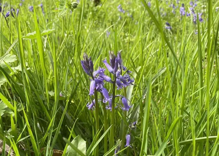 Confortable En Foret Avec Animaux Admis - Fr-1-489-445 Lägenhet